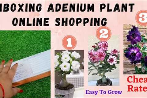 Unboxing Adenium plant | Adenium Online Shopping | Healthy and Cheap Rates