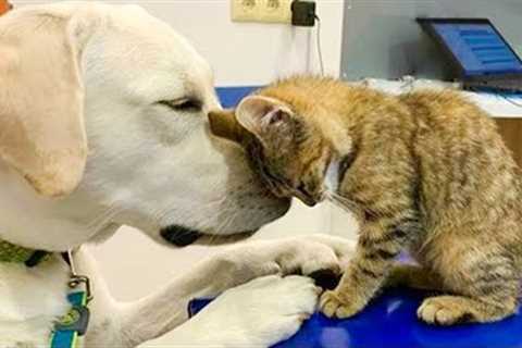 Funny Cats And Dogs Videos 😺😍 #41