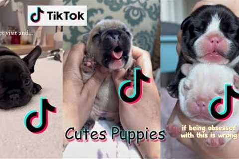 PUPPY Videos Ever 🐶 Compilation of Funny Cutes Puppies Shorts 2022
