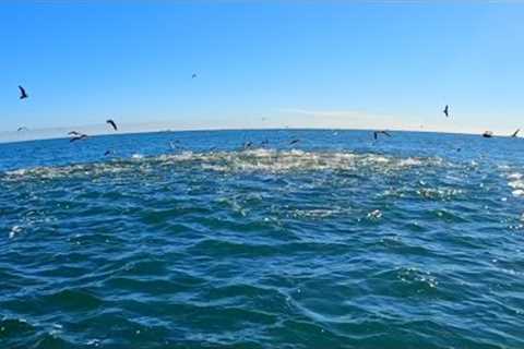 Striped Bass &amp; Bluefish Blitzes! Rhode Island Fall Run Fishing 2022