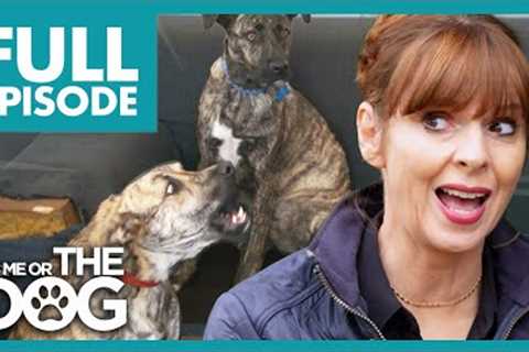 Are These Fearful Dogs A Bite Risk? | Full Episode | It's Me or the Dog