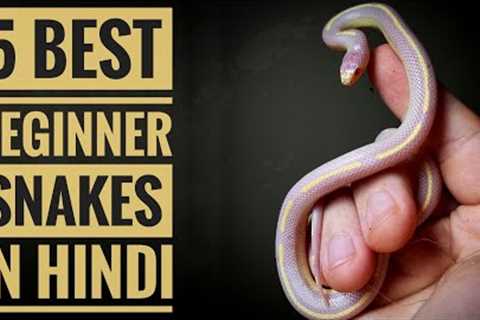 5 Best Beginner Snakes In Hindi. | Pet Snakes Prices In India.