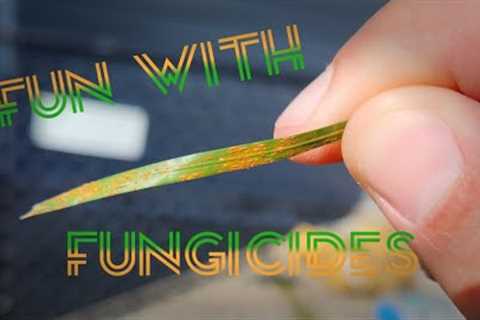 Lawn Disease: How To Use and Choose A Fungicide #diy #disease #fungicides #lawn