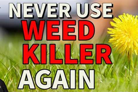 How to get rid of weeds without weed killer // Dandelions clover plantain daisy chickweed