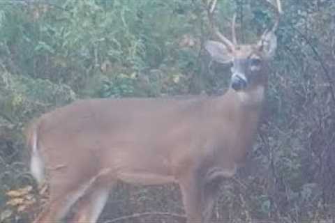 Bobcat, beautiful bucks, deer, opossum, woodpecker, raccoons, rabbit, and more!