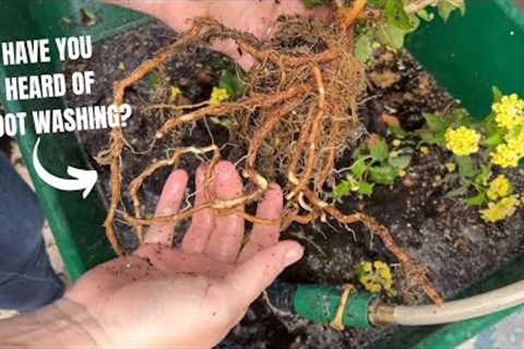 Fall Transplanting Day! :: Transplanting and Root Washing?? New To Me Gardening Technique!