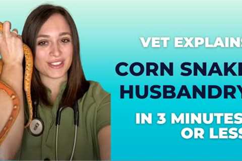 Corn Snake Care and Husbandry by a Vet - How to take care of a corn snake