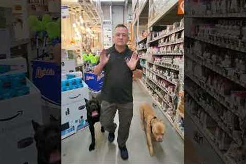 How Teaching Your Dog a Down Stay Can Help While Shopping