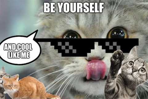 Cat Videos - Funniest Kitten 😽 Try Not To Laugh 😂