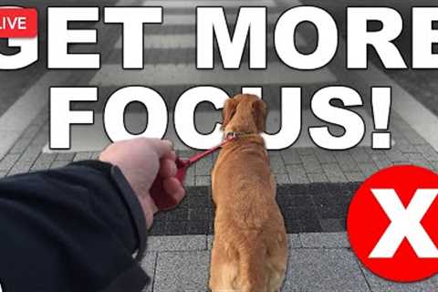 🔴 5 Tips To Get More Focus When Training Your Dog Outside