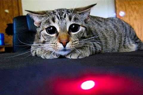 Funniest Cats And Dogs Videos 😺😍#85