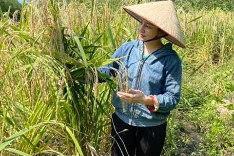Real farming skills for survival, peanuts and rice are good here. EP.77