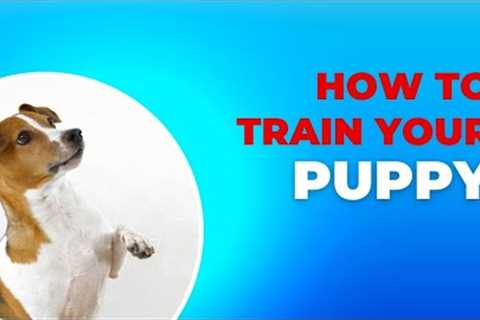 How to train your puppy | Funny Dog training | Dog reactions | Markx