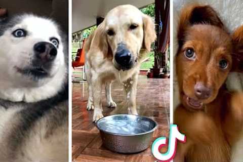 Funniest PUPPY Videos Ever!! 🐶 (Compilation of Cute DOGS) 🐶