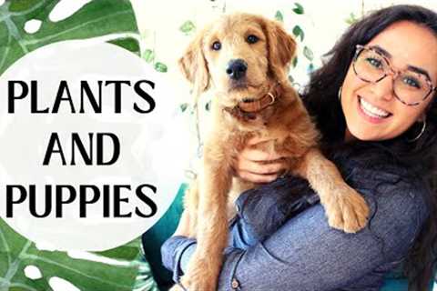 HOW TO STOP YOUR DOG FROM EATING YOUR PLANTS | TIPS and TRICKS | NEW PUPPY !!!