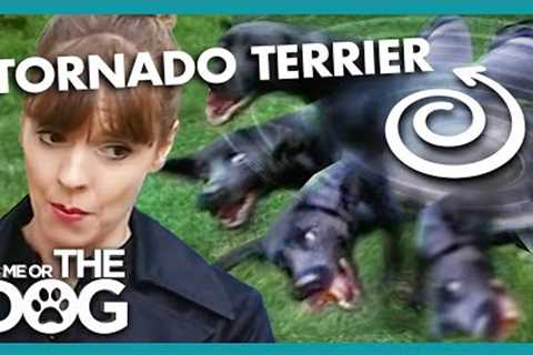 Tornado Terrier Won't Stop Spinning | It's Me or The Dog