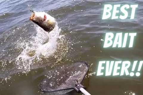 Lake Fork Bass Fishing Tips: Master The Bait That Has Caught More Than All Others!!! Plastic Worms