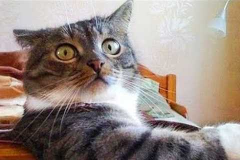 Funniest Cats And Dogs Videos 😺😍#86