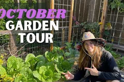 FALL GARDENING IN ZONE 9b // October Garden Tour! / Cabbage Worms &amp; Cool Season Veggies