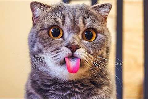 Funniest Cats And Dogs Videos 😺😍#87