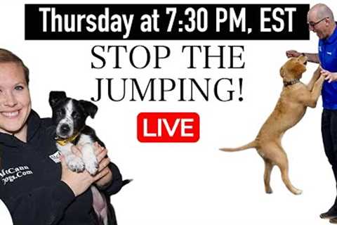 How To STOP Your Dog From Jumping Up - LIVE Q&amp;A