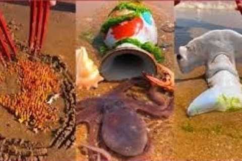 Catching Seafood Deep Sea Octopus (Catch Crab, Catch Fish) - Tik Tok #43
