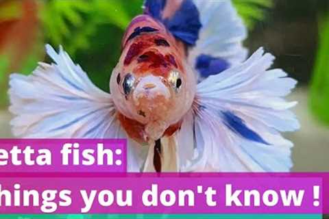 Things You Must Know: Betta Fish Facts