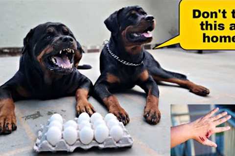 Leaving my Dogs with their favourite food | funny dog videos| the rott | @Snappy Girls