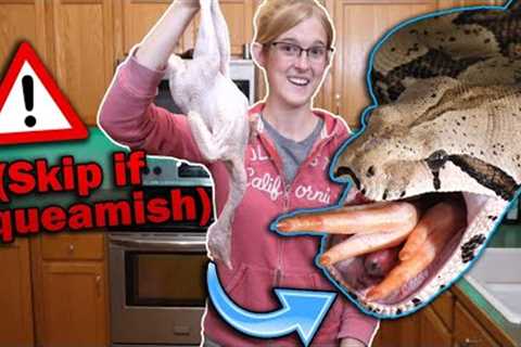 FMPF: Feeding Chickens to our Largest Snakes!