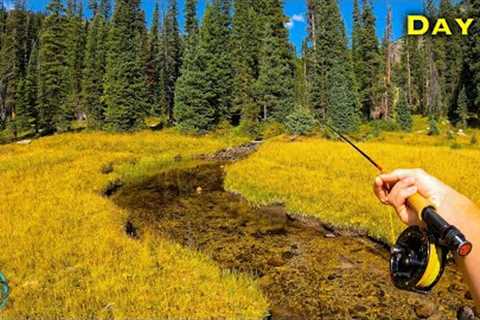 Fly Fishing a Tiny Creek LOADED With Rare Trout!