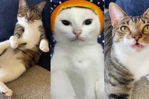 The Funniest Cat Videos on the internet | Cute and Funny Cats Compilation | Funny cat videos tiktok