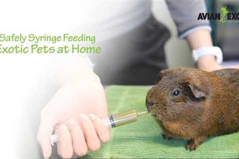 Safely Syringe Feeding Exotic Pets at Home