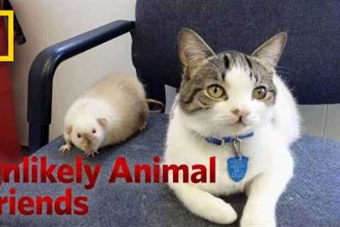 The Cat and the Rat | Unlikely Animal Friends