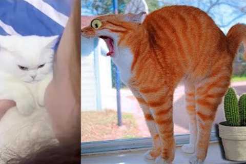 Best Funny Animal Videos Of The 2022 🤣 - Funniest Cats &amp; Dogs Videos 😺😍|| Cute #amazing #cute