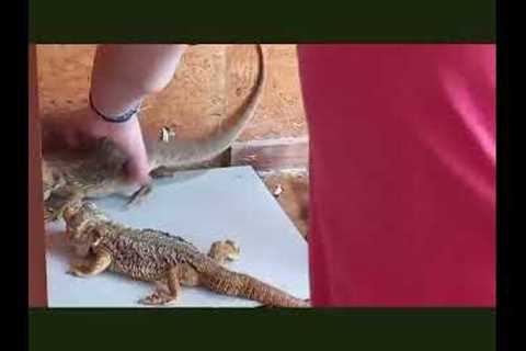 How I clean my beardie enclosure #kokkieandthedragons