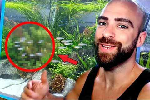Adding AMAZING SCHOOLING FISH To AQUARIUM | MD FISH TANKS