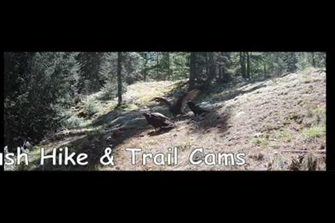 Bigfooter Gary Ep. 17 - Bush Hike &amp; October Trail Cams