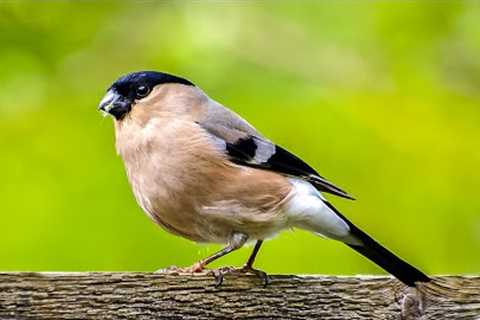 Morning Music : Music Gently Helps Reduce Stress Effectively - Music Without Words To Relax The Mind