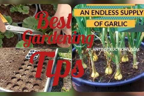 Easiest way to grow Top Plants at Home/Garden | Small Space Gardening | Best Gardening Tips