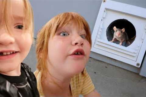 Secret MOUSE TUNNEL in our HOUSE!! Adley &amp; Niko found MORE! dance party and playing at pirate..