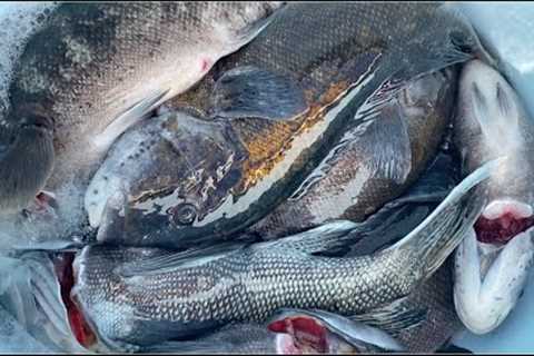 Tautog fishing at Concord Gulf Cove, Jamestown, RI (10/15, 2022)