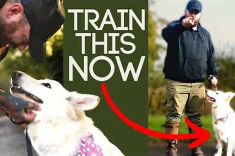 Dog Training Essentials You Should Do EVERY DAY