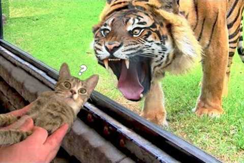 Funny Cats And Dogs Videos 😺😍 #46