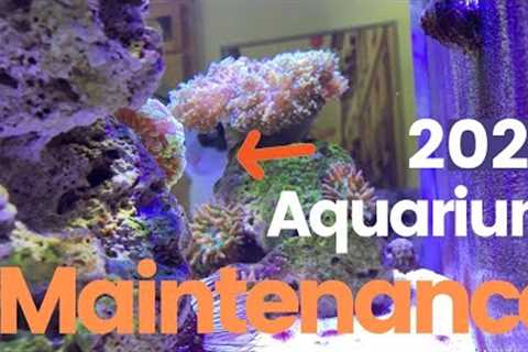 Saltwater Aquarium  Maintenance: Weekly, Monthly, Annual