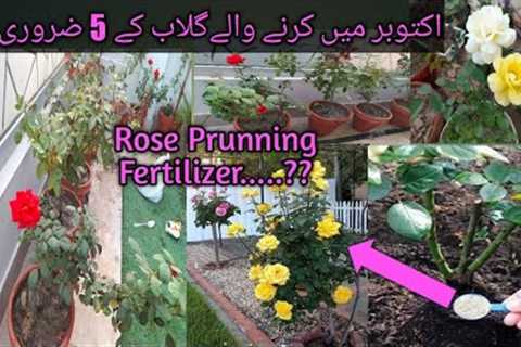 Rose plant Care In October For More Flowers In Winter||Best Home Made Fertilizer For Rose Plant