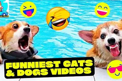 Funny Animal Videos 2022 😂 - Funniest Cats And Dogs Videos 😺😍 -  Best Cats And Dogs Videos 😺😍
