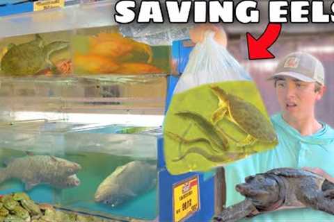 SAVING LIVE TURTLES and EELS From FOREIGN FOOD MARKET!