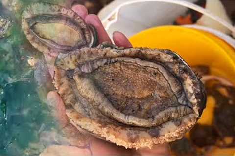 Fisherman catches abalone and shellfish on the beach. Coastal foraging. Catching seafood.