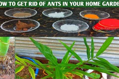 How to get rid of ants in your home garden | gardening ideas