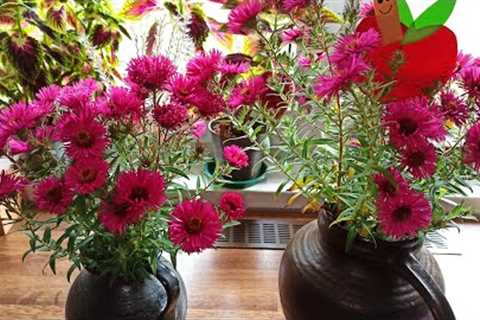 My Little Garden...My Flowers...My Hobbies💑Makes me Happy.
